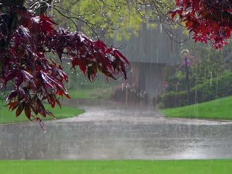 RAIN Sound (1 HOUR) - with thunderstorm and wind blowing #nature #rain #thunder #windsounds #sound