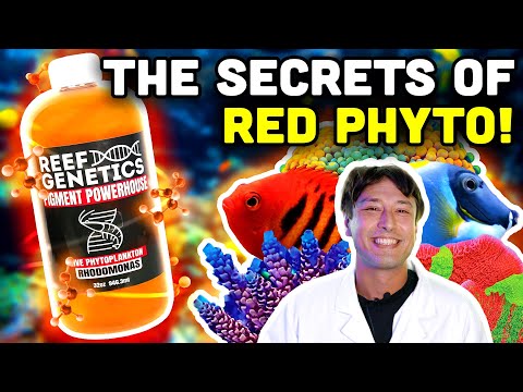 Red Phytoplankton: Rhodomonas in YOUR Reef!