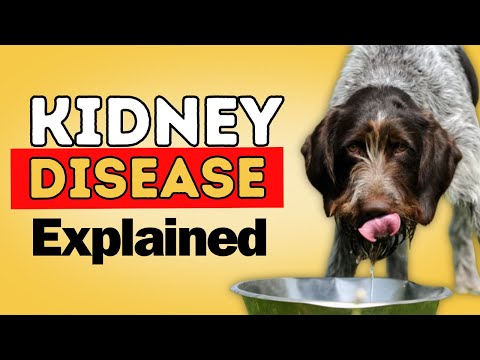 Kidney Disease in Dogs and Cats: Signs and Natural Solutions