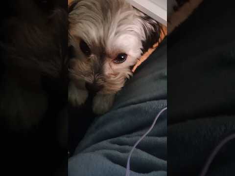 When Your Dog Demands Attention: The Cutest Moments!