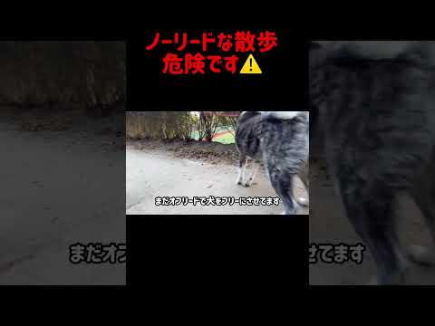 【切り抜き】】ハプニング#犬#散歩