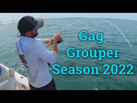 Tampa Bay Gag Grouper Season is HERE!