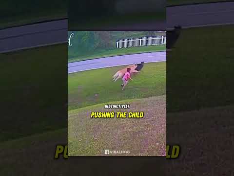 Dog Saves Baby From Another Dog #amazingdogs