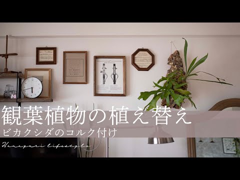 【vol.6】元インテリアショップ店員による観葉植物の植え替え／ビカクシダコルク付け／北欧インテリア