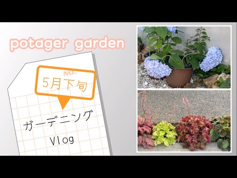 Hydrangea that is vulnerable to drainage and energetic Huquera [Gardening vlog] Late May