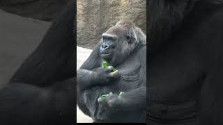 両手にあふれるピーマン持って食べるモモコ🦍　上野動物園 ゴリラ