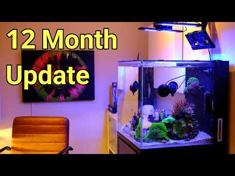 Cade Nano Reef Tank 12 Month Update | Anemone Regrets!