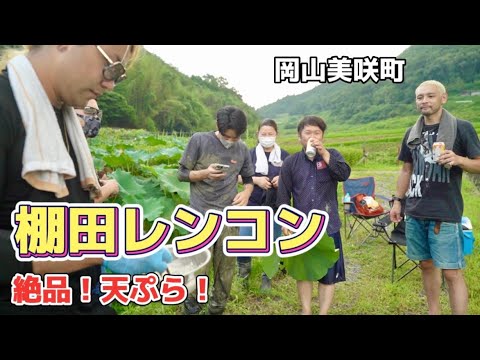 農家の「農らんど」中西怜王さんが美咲町で作っている「棚田レンコン」の収穫体験と掘りたてレンコンの天ぷらを食べてきた！