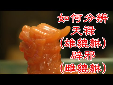 貔貅(PIXIU)如何分辨天禄(雄) 丶辟邪(雌)？