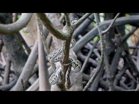 Face-to-Face with the Deadly Mangrove Pit Viper !