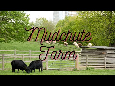 Sunny day at Mudchute Farm | East London