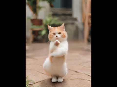 Crazy Cat Dancing ～巴斯巴斯隨性搖😻❤️❤️ #catdance #shorts #cats