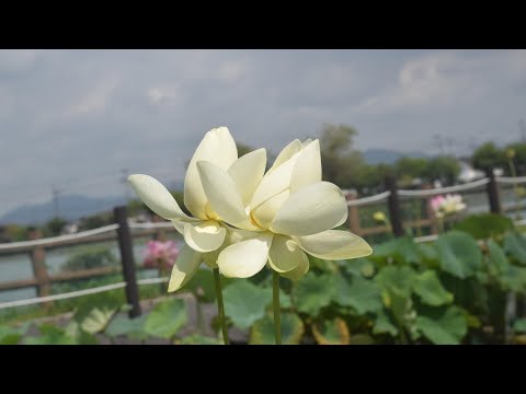 平池公園・黄色のハスを撮りに