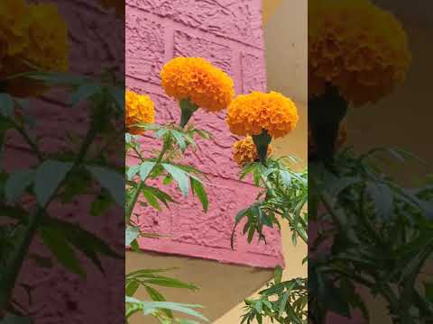 #youtube #short | Winter Flowers | Marigold | #Chrysanthemum #marigold