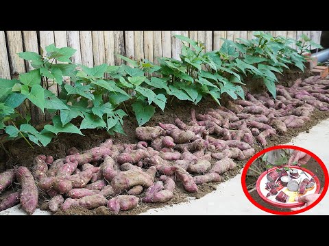 Growing Sweet Potatoes Easily At Home Produces Lots Of Tubers