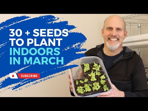 Seeds to Plant Indoors in March