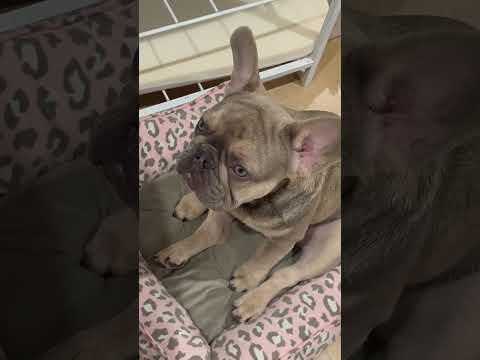 Bear has a terrible case of FOMO! 😂 Frenchie Puppy Fighting Sleep #frenchbulldog #puppy #dog #viral