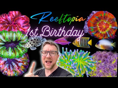 Reeftopia 1st Birthday - Sneak Peek