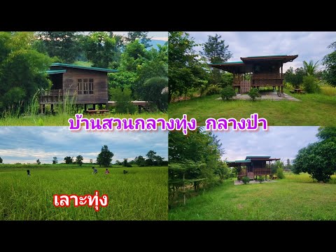 ชมทุ่งนา ชมบรรยากาศ​บ้านสวนกลางทุ่ง