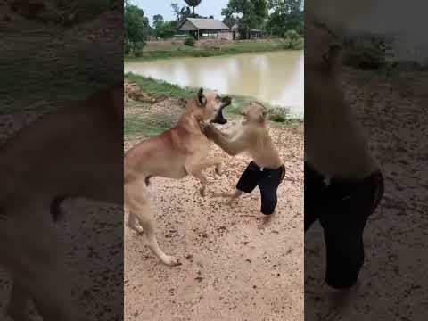 The monkey is very fast, he teased the dog right. 😝😝😝😝😝 #short #dog #monkey