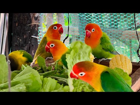 Smart lovebird Parrot || Parrot lovebirds eating vegetables🥬🌽🦜 #lovebird #birds #birdslover