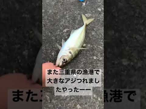 今尾鷲では、大きなアジ釣れていますよーー是非尾鷲に釣りに来て見て下さい。