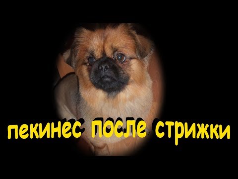 Пекинес бешеный после стрижки и мытья