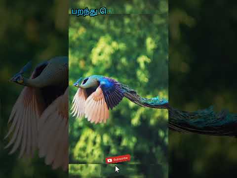 பறந்து கொண்டிருக்கும் மயிலைக் கனவில் கண்டால் | flying peacock in dream | #dream interpretation