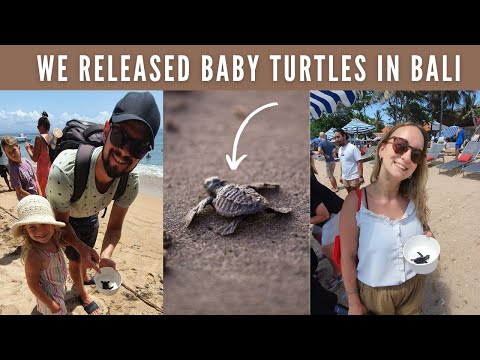 A Day in Sanur | Baby Turtle Release In Bali