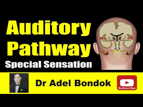 Auditory Pathway, Dr Adel Bondok