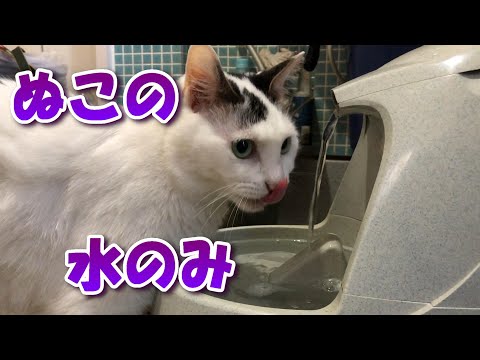 ぬこの水飲み　【愛犬愛猫家】