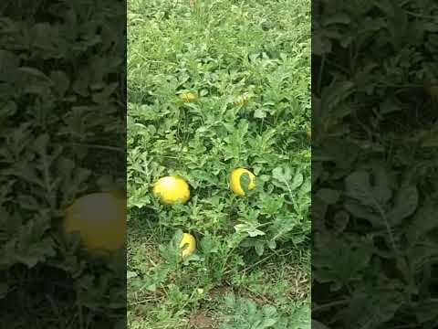 Yellow Watermelon Farming. ହଳଦିଆ ତରଭୁଜ ଚାଷ. #watermelon #yellowwatermelon #farming #plants.