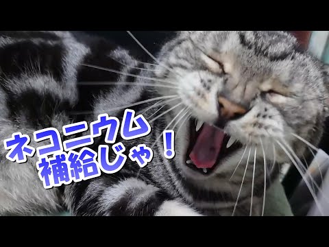 旅行の後は猫吸いでネコニウム補給（アメリカンショートヘア）