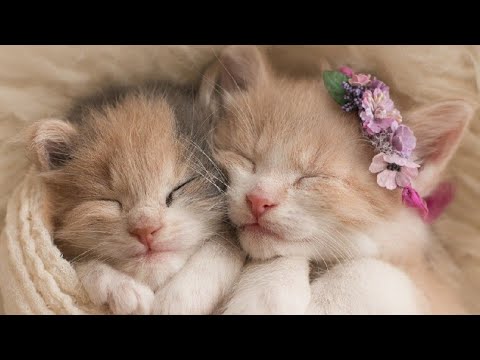 Sleepy Cats Compilation 🐈 ~ Cutest Thing You Ever Seen 😻