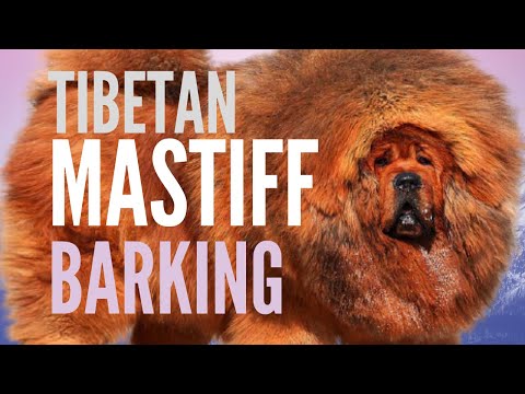 Tibetan Mastiff Barking Sound. Scary Tibetan Mastiff Bark (3 Minutes)