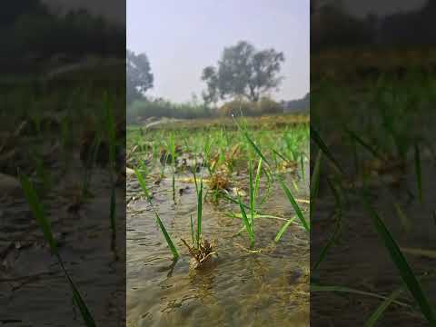 Farming Video 🌱 WhatsApp Video #shorts #youtubeshorts #farming #farminglife