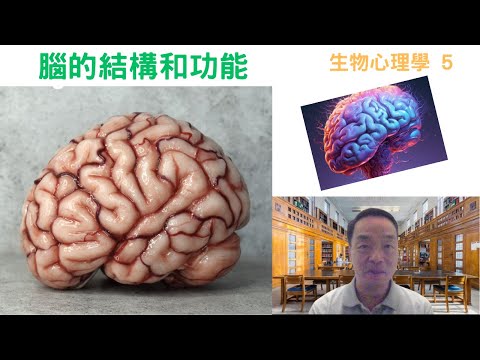 生物心理學05: #腦的結構和功能 #brain #cerebellum #brainstem