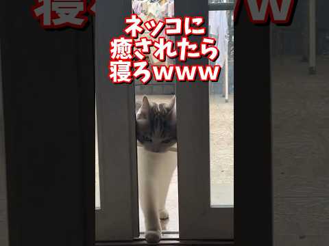 ネッコの動画で癒されたら寝ろｗｗｗ　#2ch #2chまとめ 動物スレ #2ch面白いスレ #動物 #犬 #猫 #癒やし #ねこ動画