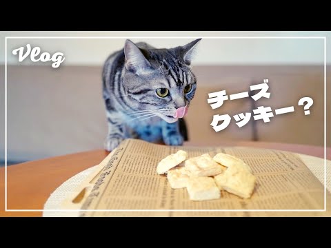 The cat who came to sniff the cookie but never tried to eat it was very cute.[Vlog]