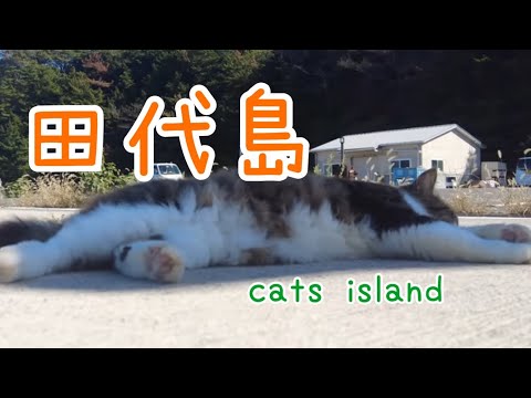 残暑が厳しすぎて動きたくありません　The remaining heat is so intense that I don't want to move.【田代島】【２０２４秋】【猫島巡り】