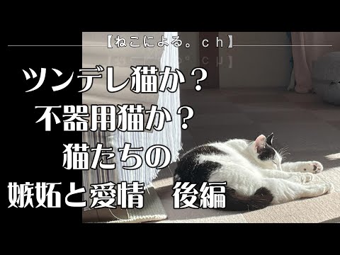 ツンデレ猫か？不器用猫か？猫たちの嫉妬と愛情　後編　epi.25　【ねこによる。ｃｈ】