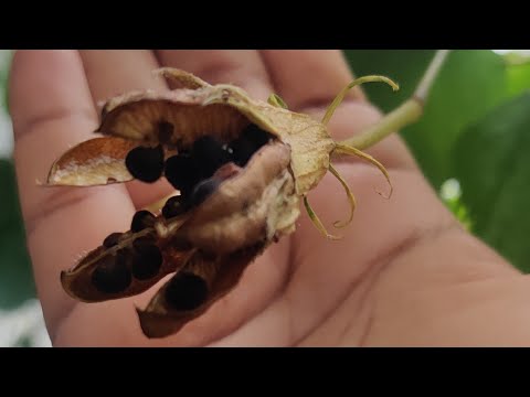 Hibiscus Seeds | Hibiscus propagation from seeds | #seeds #hibiscus