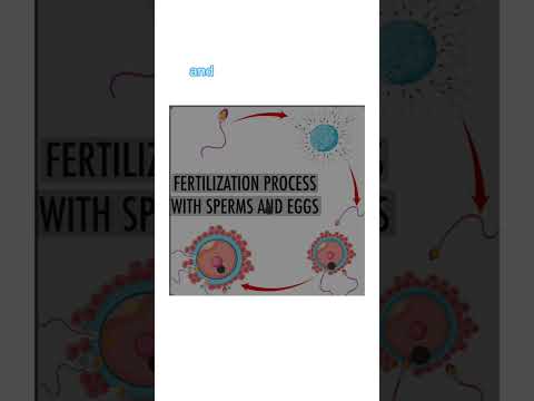 Why sperm can not infiltrate the fertilized egg