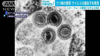 “うつ病の原因”となるウイルスの遺伝子を発見(2020年6月19日)