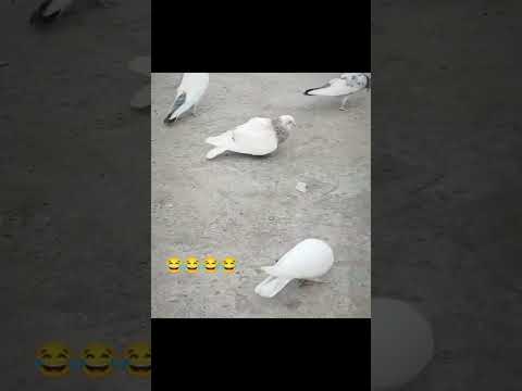 Funny pigeon 😂😂 #pigeon #funnyshorts #viralshort #youtube