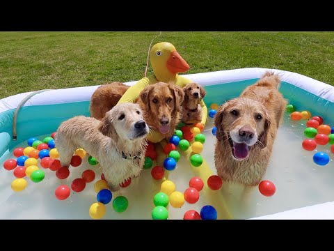 Rubber Ducky Surprises Puppies with Pool Party!