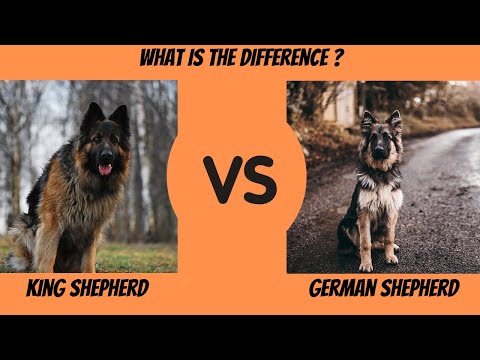 King Shepherd Vs German Shepherd: What is The Difference?