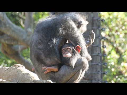 The adorable sleeping face of Kosachi　Yokohama Zoo Zoorasia Chimpanzee 202412