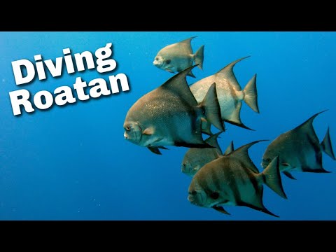 Best Diving in Roatan, Honduras | Coconut Tree Diving | Bear's Den