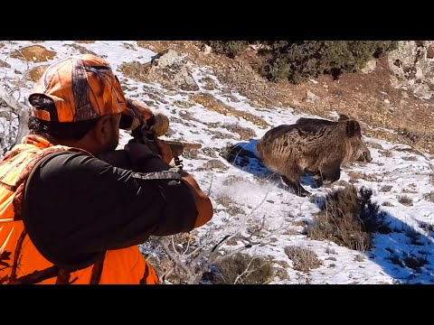 AMAZING RIFLE WILD BOAR SHOTS, BİTMEYEN DOMUZ AVI MACERASI, HOG HUNTING